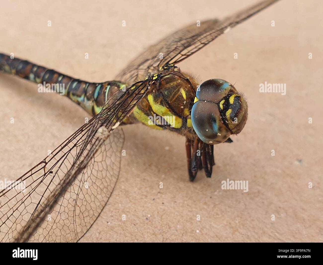 Fotografia macro in primo piano estremo di una libellula che mostra dettagli anatomici intricati. L'immagine cattura i grandi occhi composti dell'insetto con Foto Stock