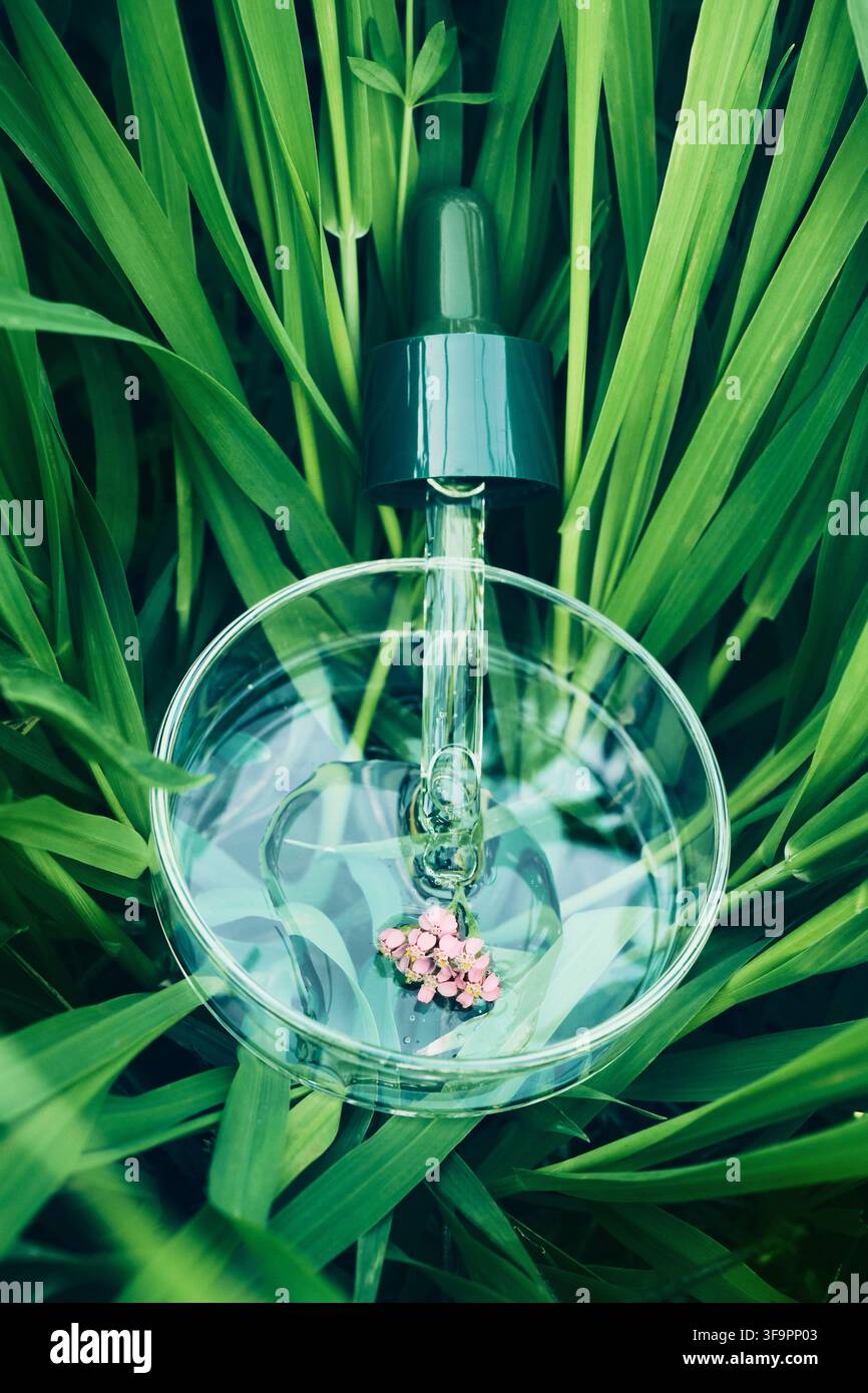 Gocciolatore che raccoglie siero vegetale con fiori rosa in una capsula di Petri di vetro tra l'erba verde Foto Stock