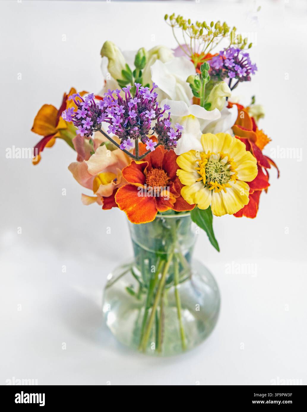 Varie fiori estivi in un vaso di vetro su sfondo bianco Foto Stock