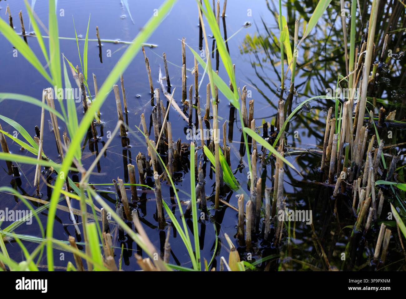 Giovani canne verdi che crescono attraverso steli gialli secchi in acqua blu chiara. Sfondo naturale scenografico con riflesso del cielo sulla superficie del lago. Ondulazioni tranquille Foto Stock
