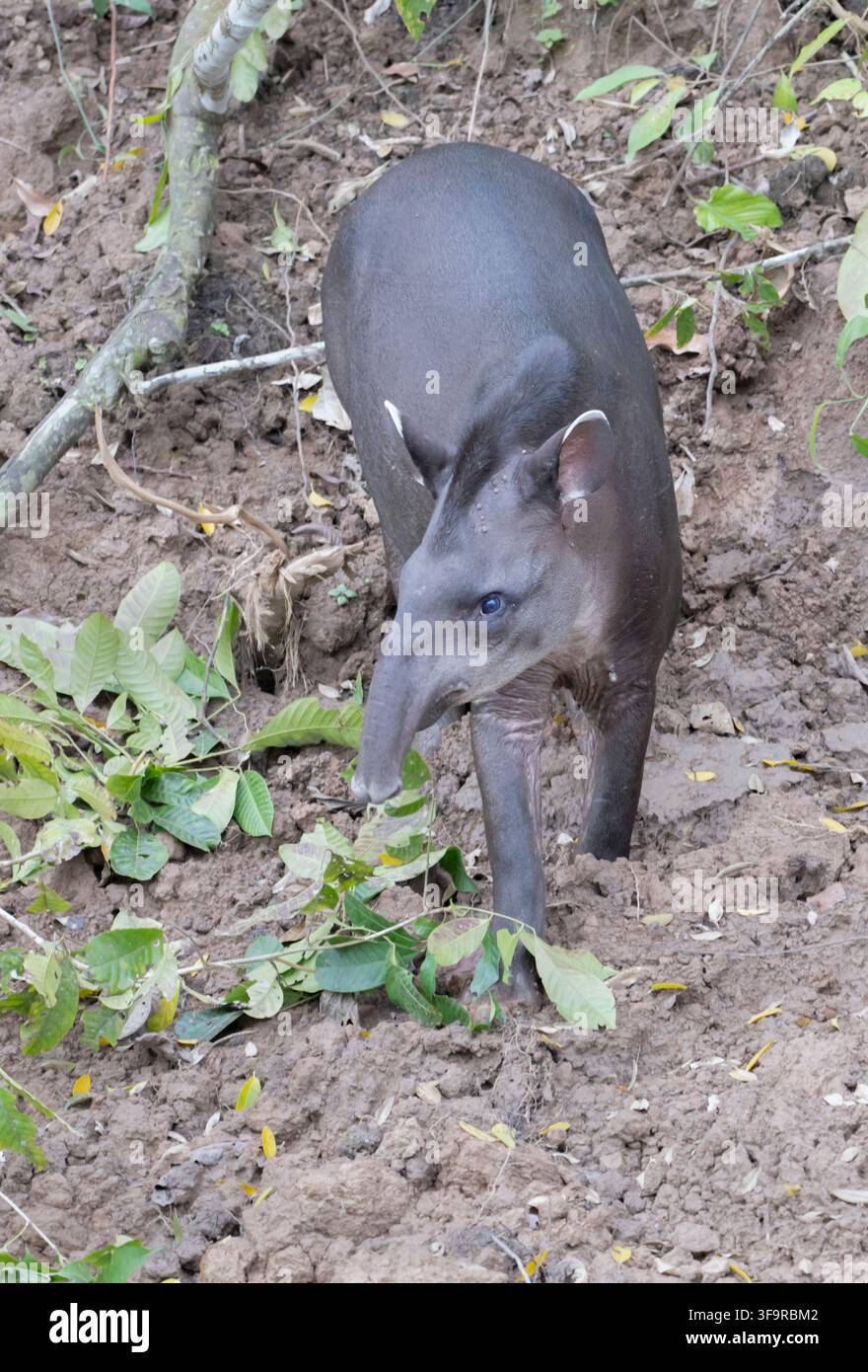 Tapir di pianura (Tapirus terrestris) che si nutrono di Clay Riverbank, Parco Nazionale di Manu, Perù Foto Stock