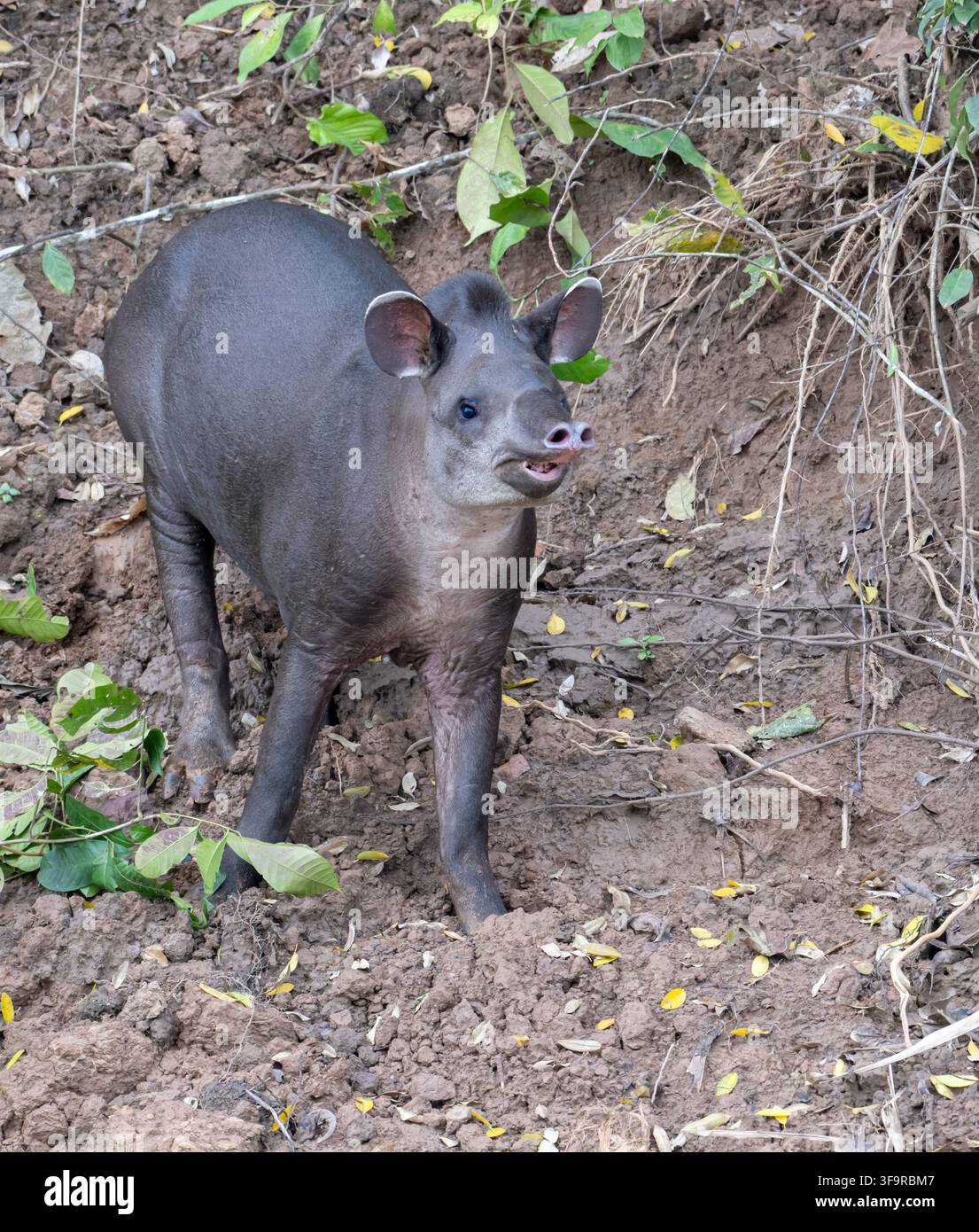 Tapir di pianura (Tapirus terrestris) che si nutrono di Clay Riverbank, Parco Nazionale di Manu, Perù Foto Stock