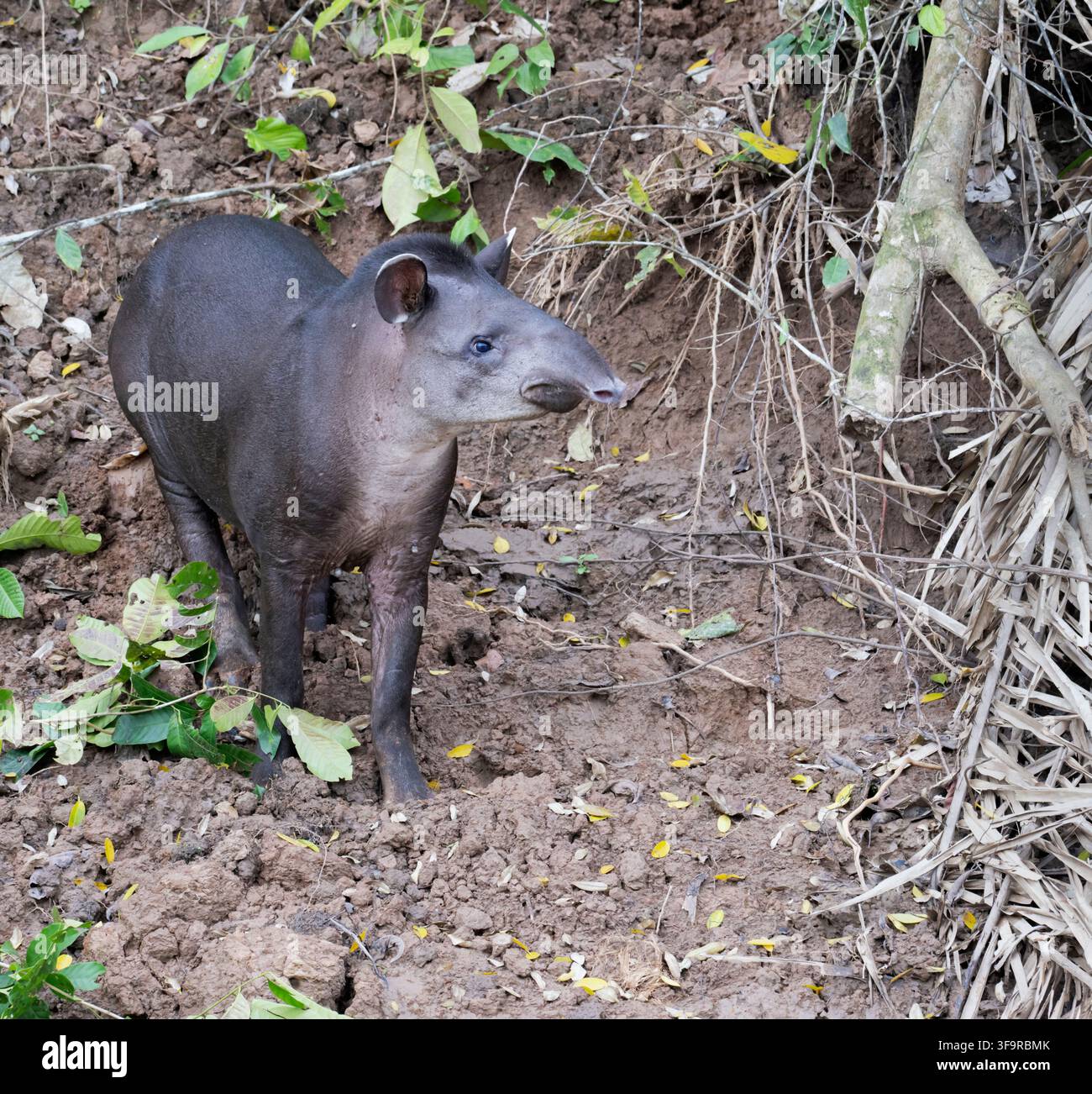 Tapir di pianura (Tapirus terrestris) che si nutrono di Clay Riverbank, Parco Nazionale di Manu, Perù Foto Stock