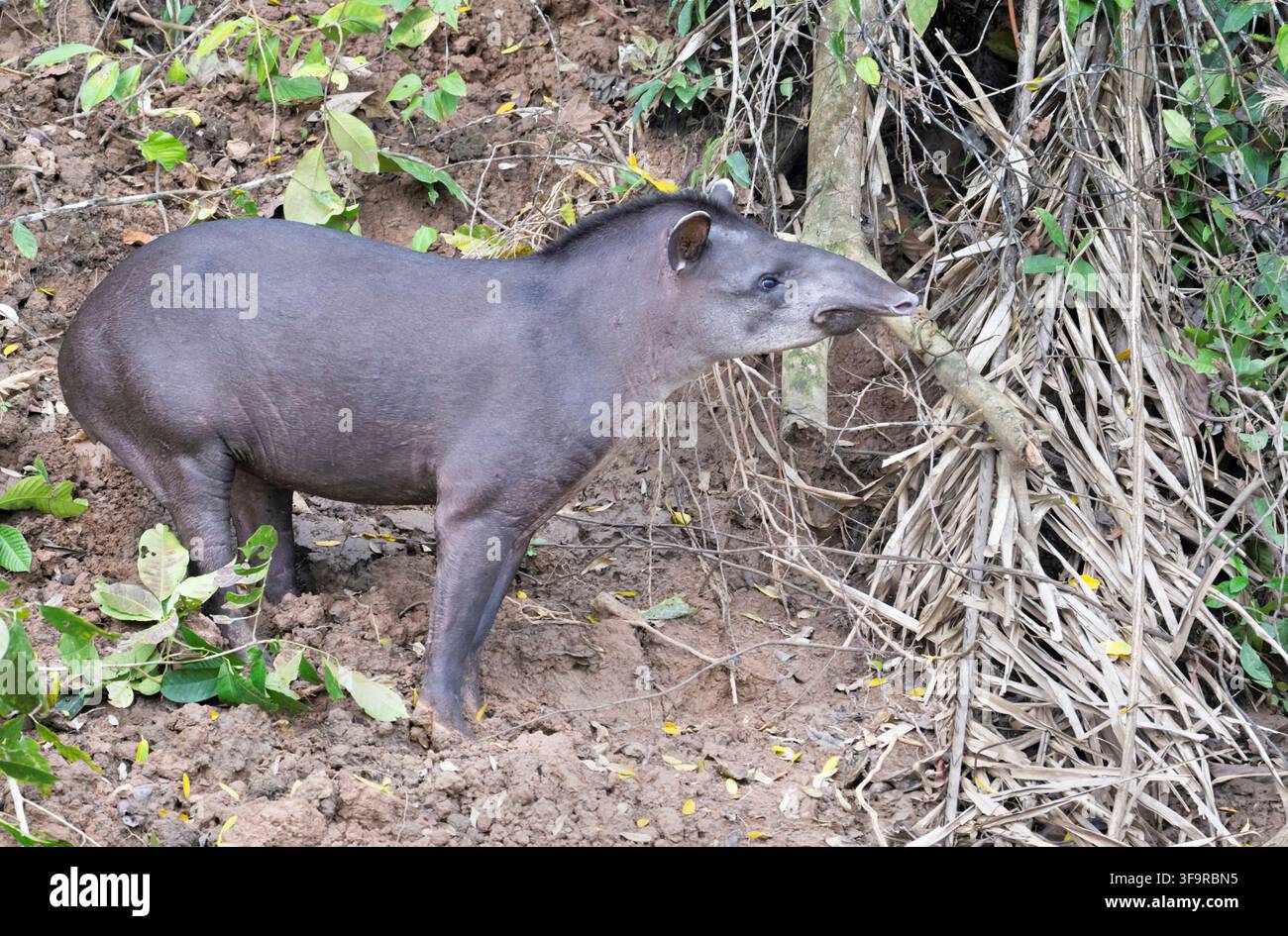 Tapir di pianura (Tapirus terrestris) che si nutrono di Clay Riverbank, Parco Nazionale di Manu, Perù Foto Stock