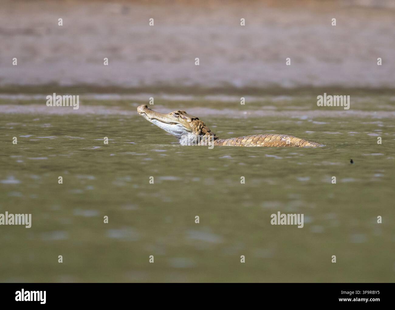 Caimano dagli occhiali (Caiman crocodilus) sulla riva del fiume nel Parco Nazionale di Manu, Perù Foto Stock