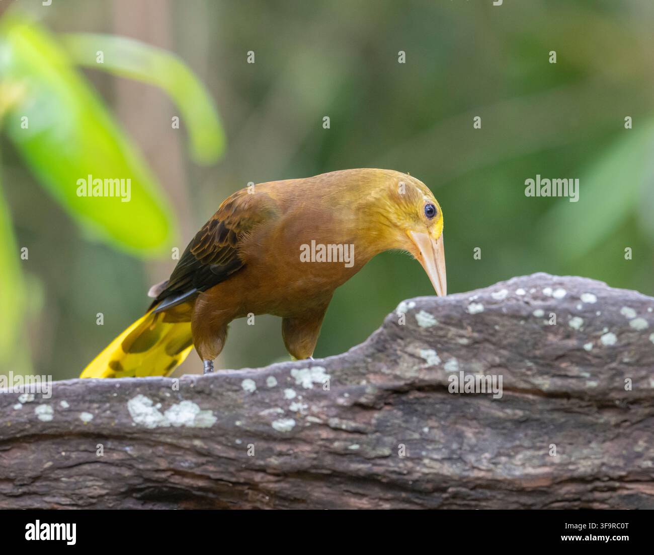 Oropendola (Psarocolius angustifrons) sostenuta da russet nella foresta pluviale, Perù Foto Stock