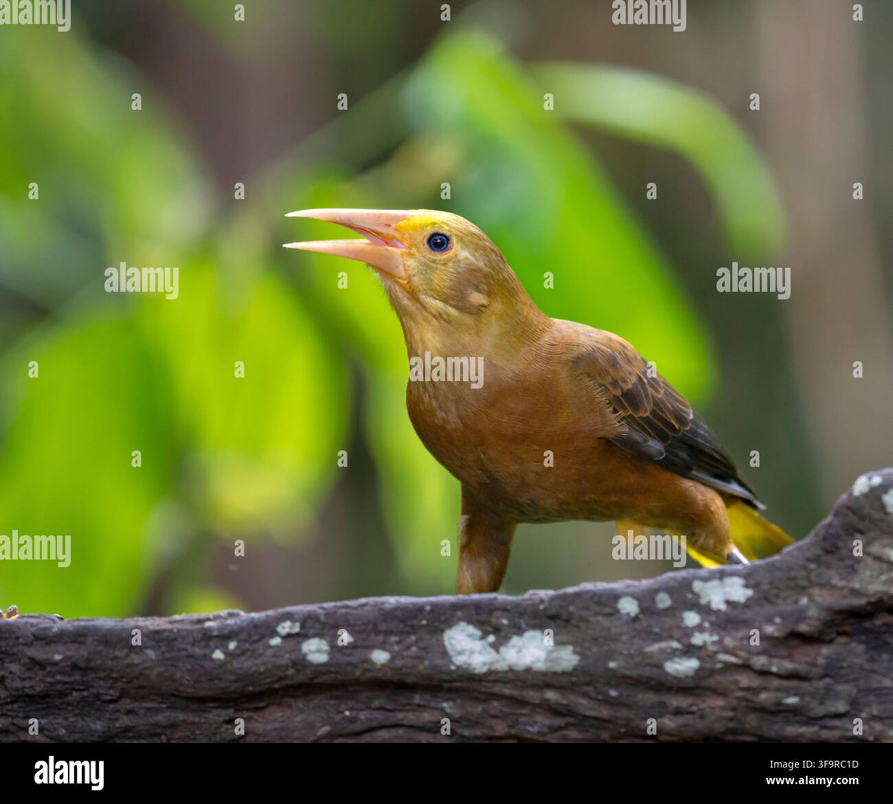 Oropendola (Psarocolius angustifrons) sostenuta da russet nella foresta pluviale, Perù Foto Stock