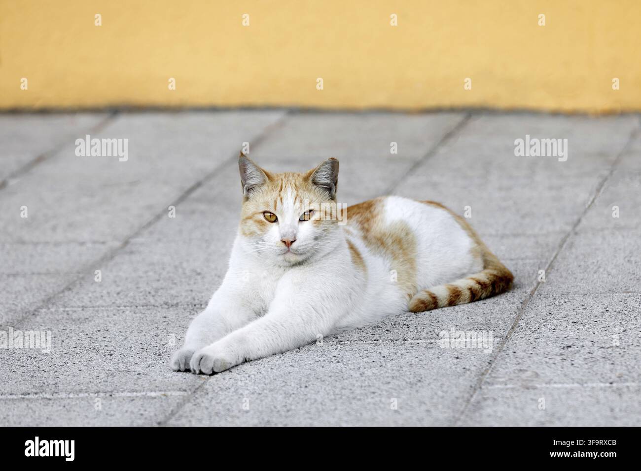 Gatto giovane bianco zenzero seduto sulla strada. Foto Stock