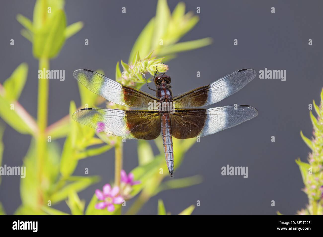 Vedova Skimmer - Libellula luctuosa Dragonflies note come re skimmers. Questa specie può essere trovata comunemente in tutti gli Stati Uniti Foto Stock