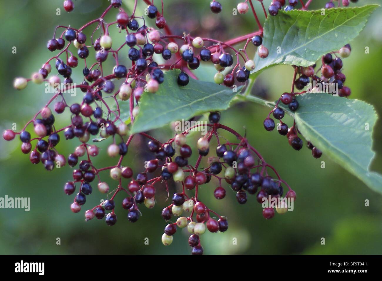 Su un cespuglio bacche di sambuco che maturano, mostrando frutti sani con foglie verdi Foto Stock