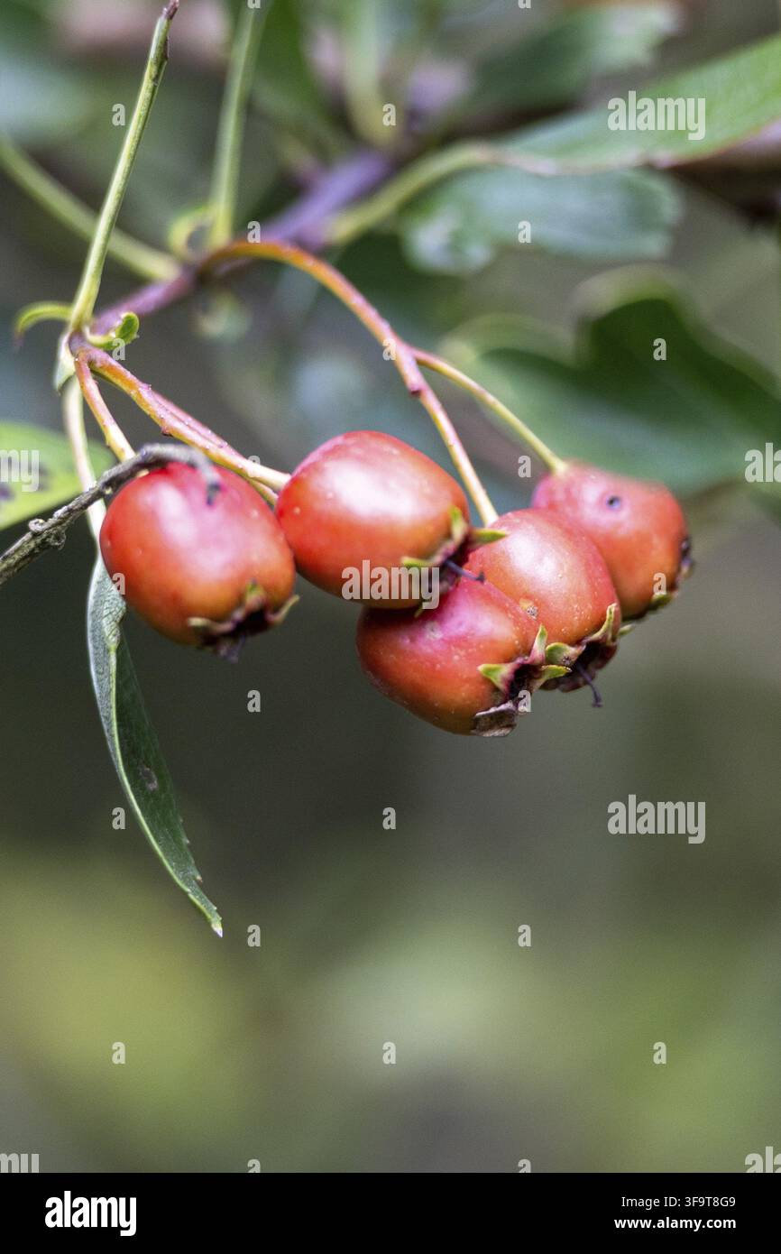 Le bacche di sambuco selvatico pendono a grappoli su un ramo e annunciano l'autunno Foto Stock