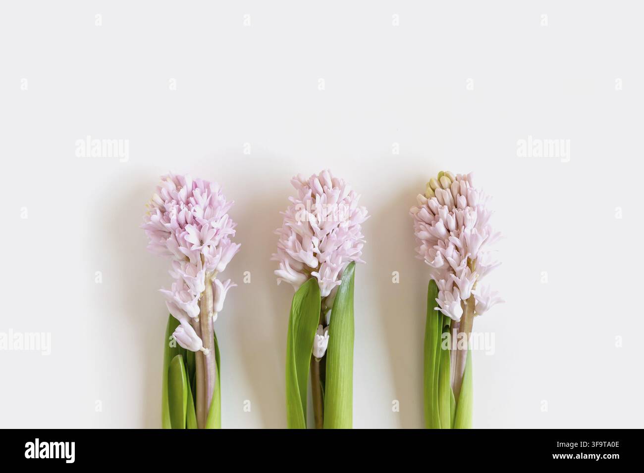Tre fiori di giacinto su sfondo bianco con spazio per la copia del testo. Buona Pasqua. Foto Stock