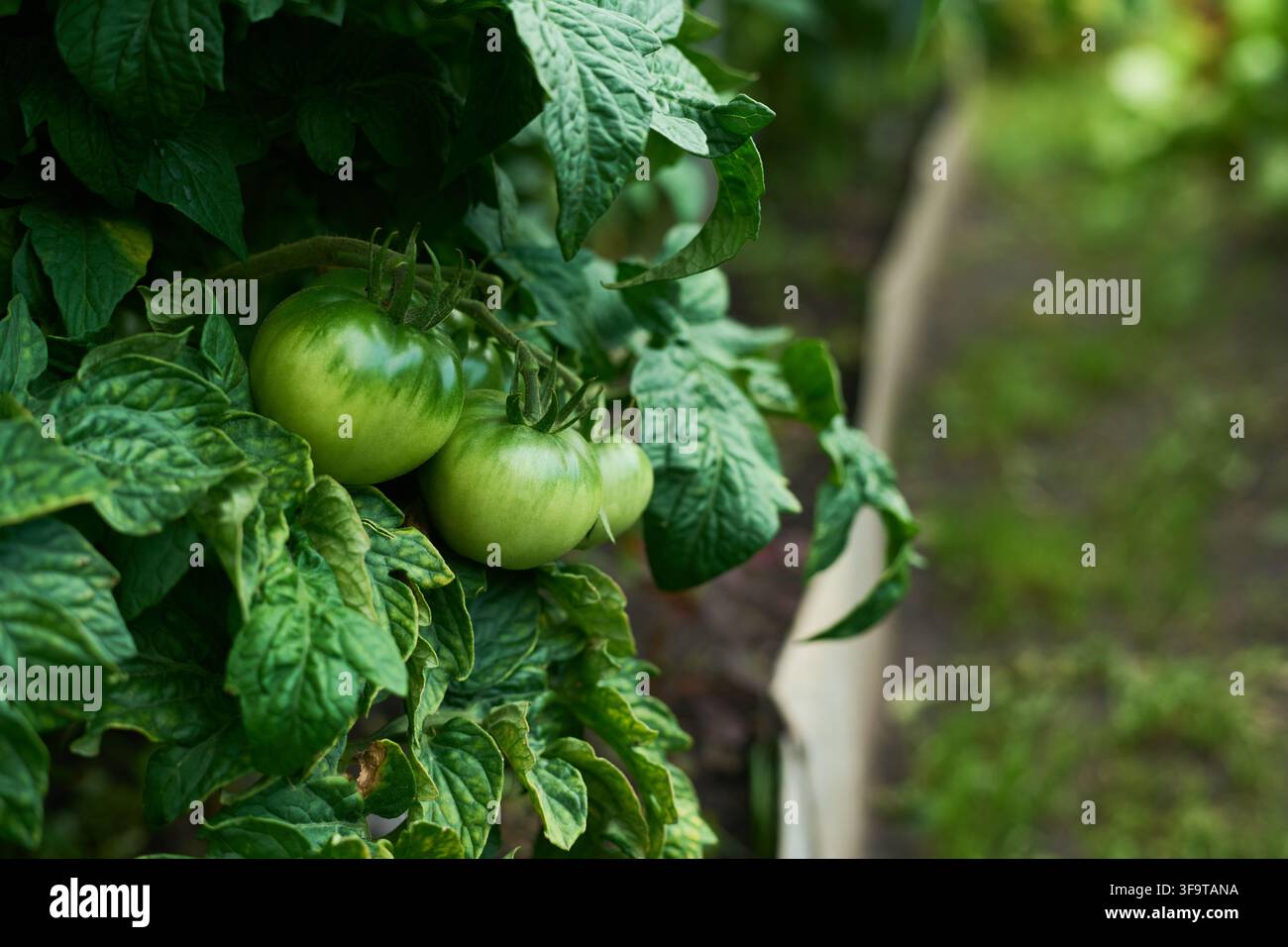 Pomodori verdi immaturi che crescono sulla vite in serra Foto Stock