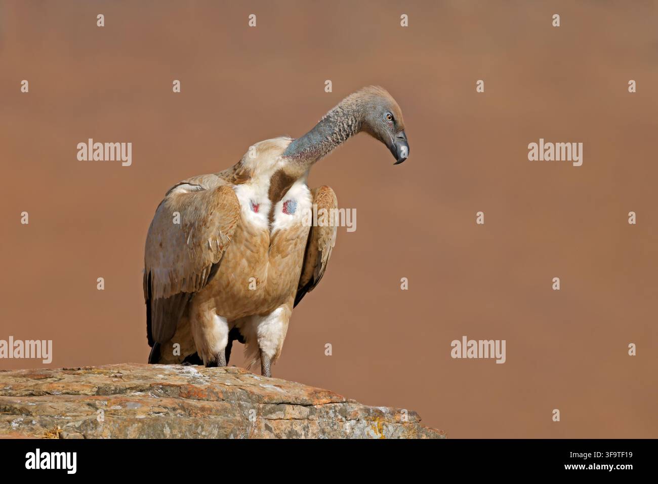 Un avvoltoio del Capo (Gyps coprotheres) in via di estinzione appollaiato su una roccia nel suo habitat naturale, Sudafrica Foto Stock
