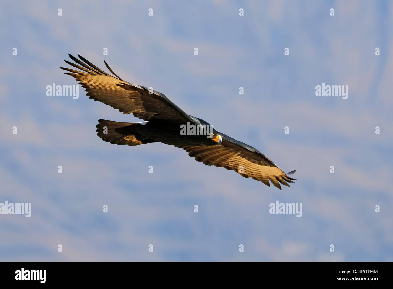 Un aquila di Verreaux (Aquila verreauxii) in volo nell'habitat naturale, Sudafrica Foto Stock