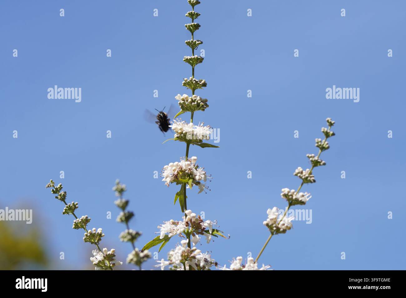 Bacche di caprifoglio, salvia di Abramo, chastetree lilla, pepe del monaco (Vitex agnus castus 'Alba'). Bombus pascuorum che vola verso i fiori. Blu Foto Stock