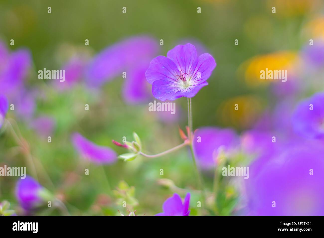 Geranio da giardino blu viola, noto anche come gru e geranio resistente, con venature scure, un centro pallido e stami rossastri che brillano su un viola vivace Foto Stock