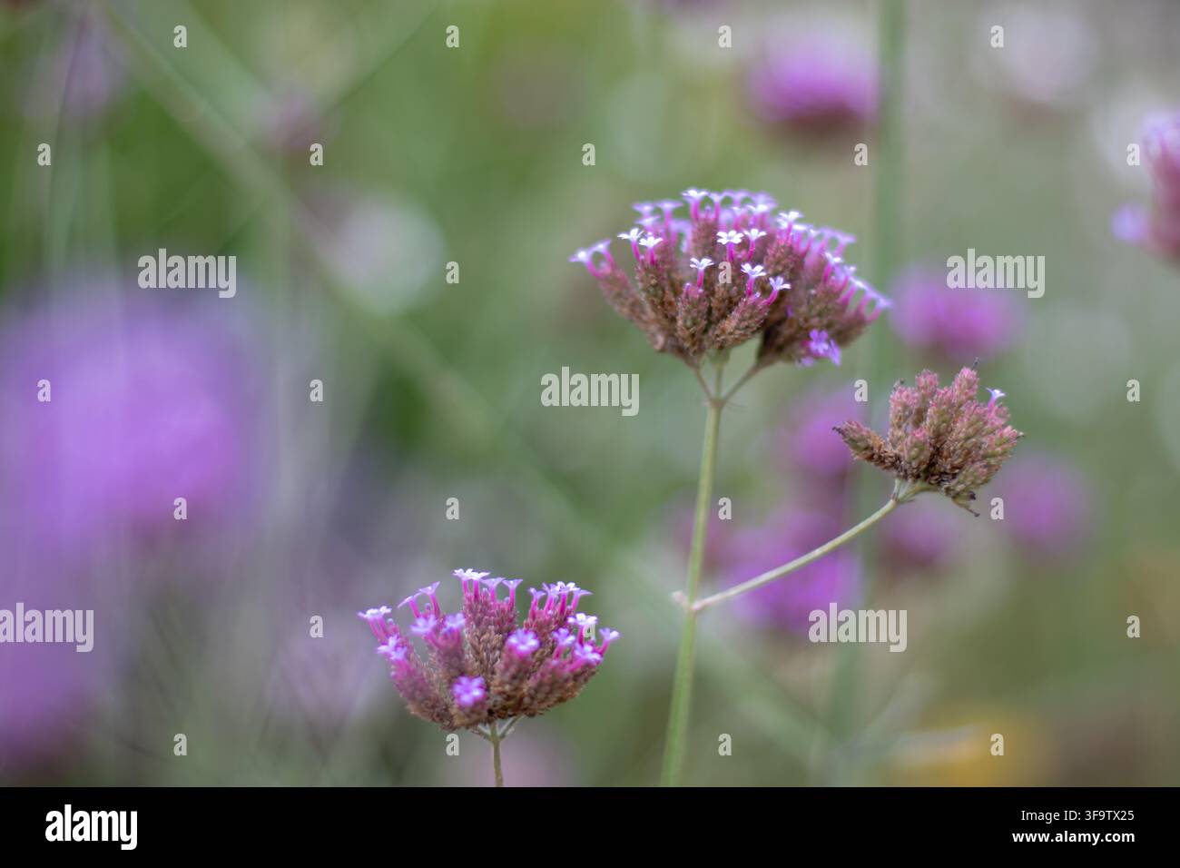 Capitoli floreali aerei di Verbena bonariensis, noti anche come verbena purpurea, verbena alta e verbena brasiliana, si stagliano su uno sfondo di giardino sfocato Foto Stock