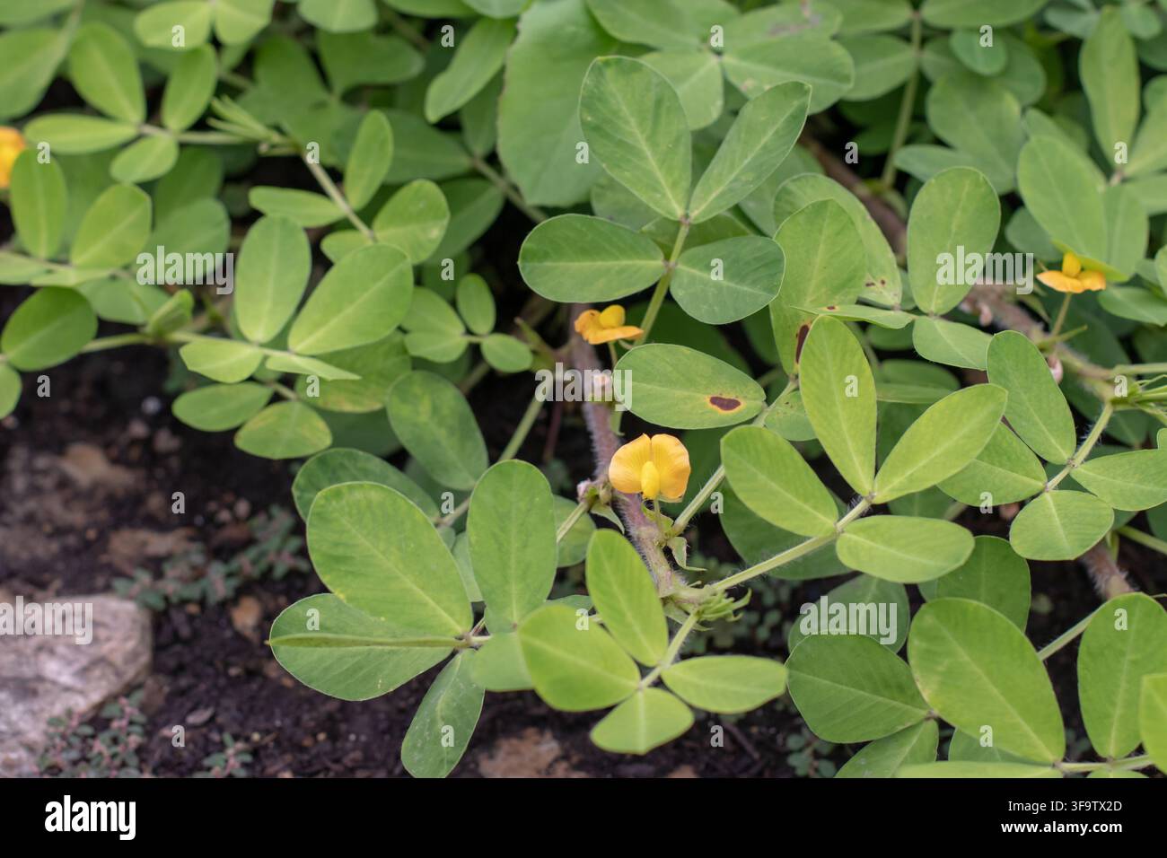 Fiore arancione-giallo di Arachis hypogaea, noto anche come arachide, nocciola di terra, terra e goober, che fiorisce tra foglie verdi fresche. Foto Stock