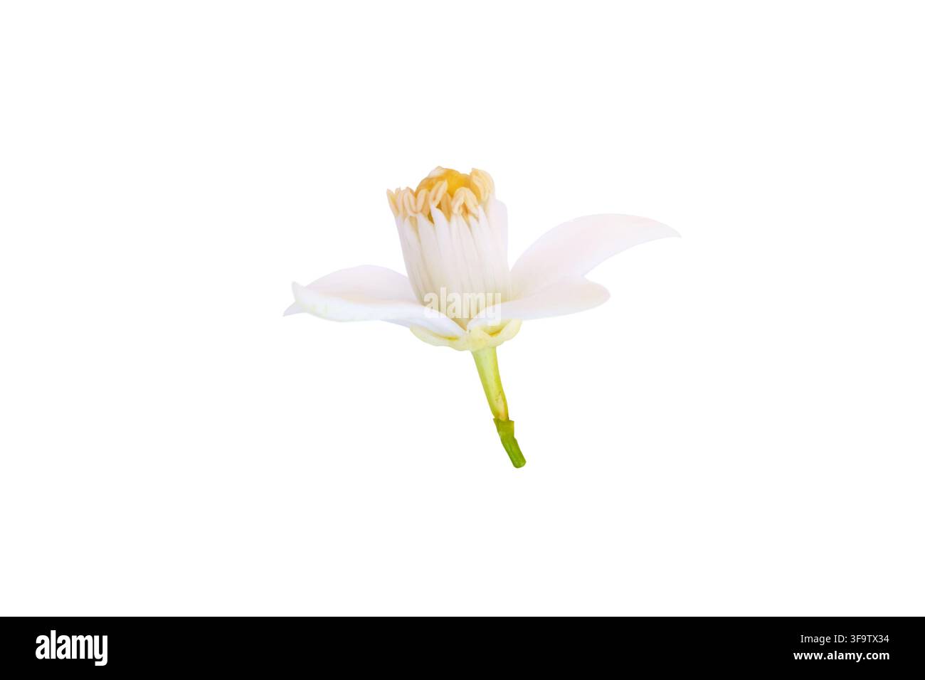 Vista laterale di un fiore di arancio bianco isolato sul bianco. Fiore di agrumi associato all'olio essenziale di neroli, ampiamente utilizzato nella profumeria, fragranze raffinate Foto Stock