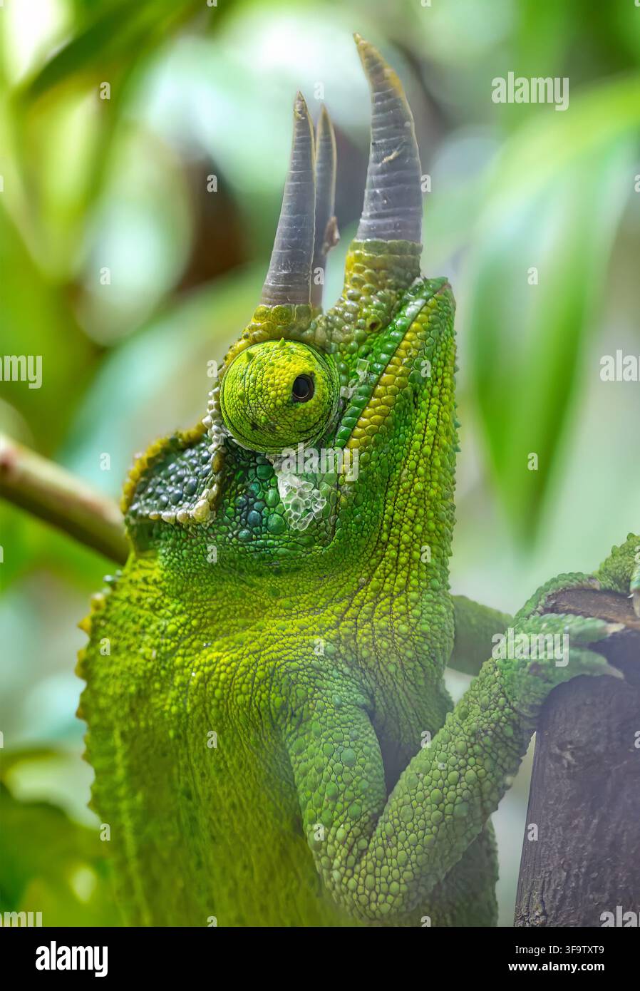 Prima vista di un camaleonte di Jackson maschio dalla cresta gialla (Trioceros jacksonii xantholophus) Foto Stock