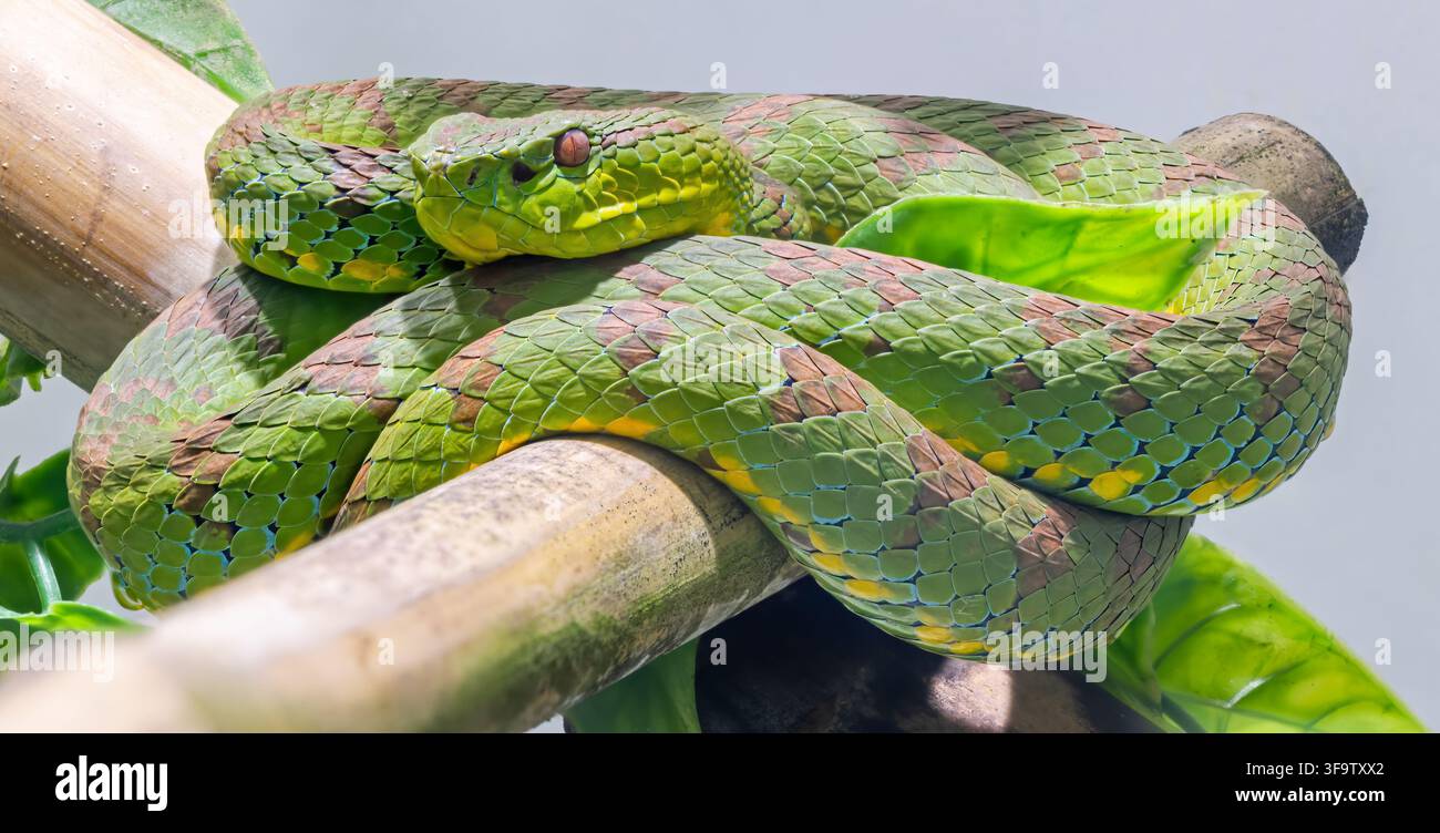 Prima vista di una vipera delle Filippine (Trimeresurus flavomaculatus) Foto Stock