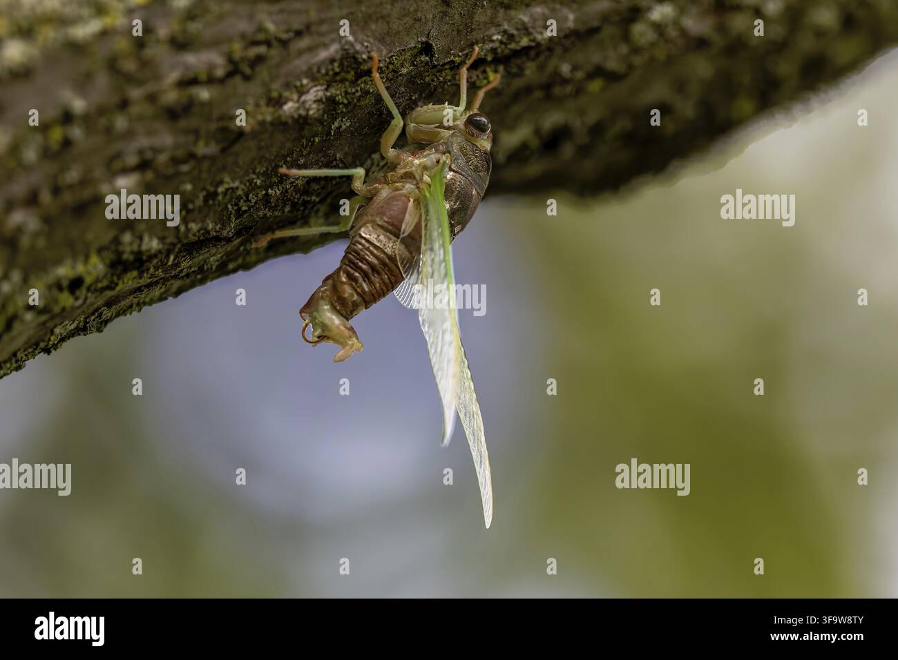 La cicada del cane (Neotibicen canicularis). La fase finale della trasformazione larvale-insetto adulto Foto Stock