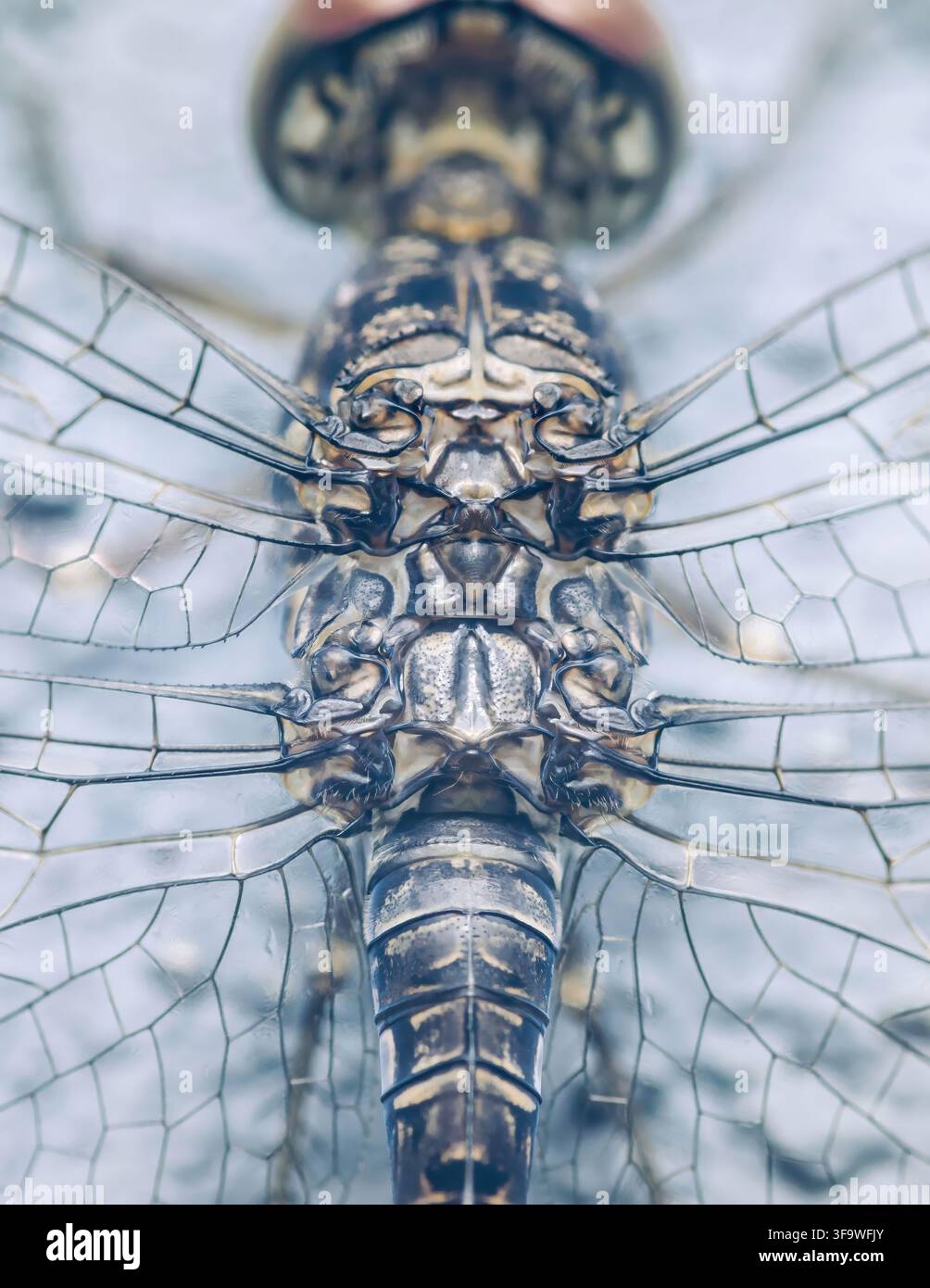 Vista macro di una libellula con enfasi sulla sua struttura corporea intricata, addome segmentato e delicati motivi trasparenti delle ali. Fotografia reale, nessun genere Foto Stock