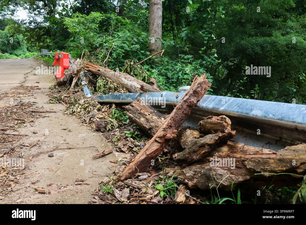 Detriti di alberi danneggiati da una tempesta che bloccano un marciapiede di cemento accanto a una ringhiera metallica in una foresta fitta Foto Stock