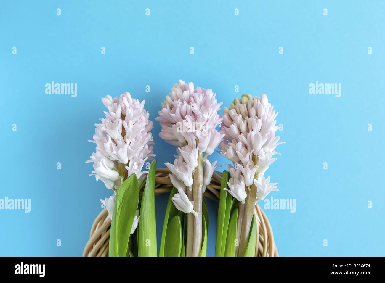 Tre fiori di giacinto su sfondo blu luminoso con spazio per la copia del testo. Buona Pasqua. Foto Stock
