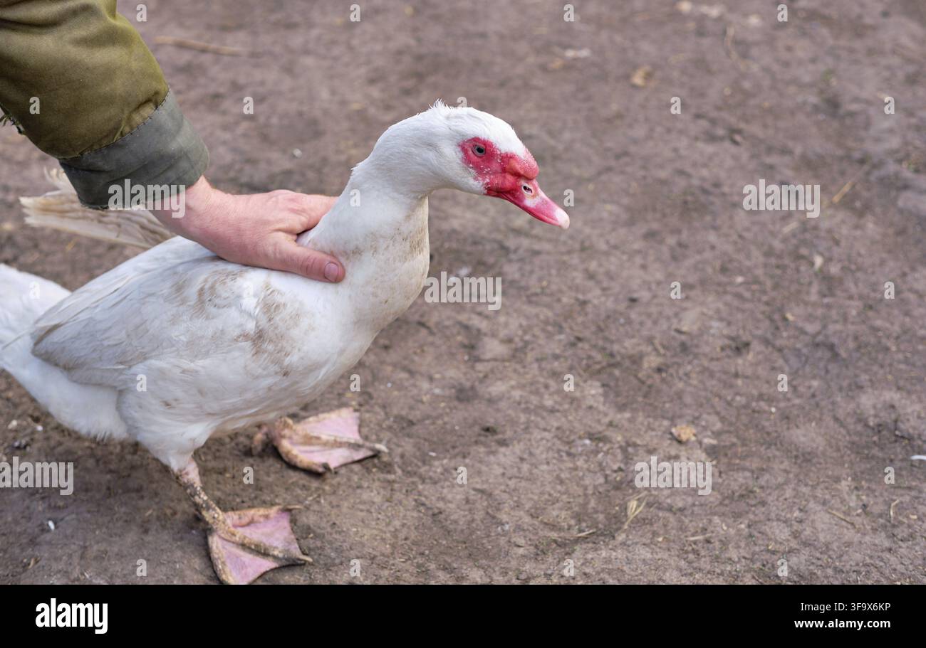 Anatra bianca indo nella fattoria, spazio di copia Foto Stock