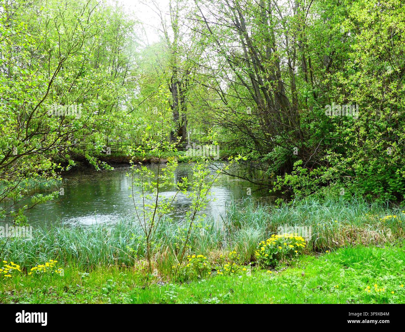 Vegetazione rigogliosa che circonda l'acqua Foto Stock