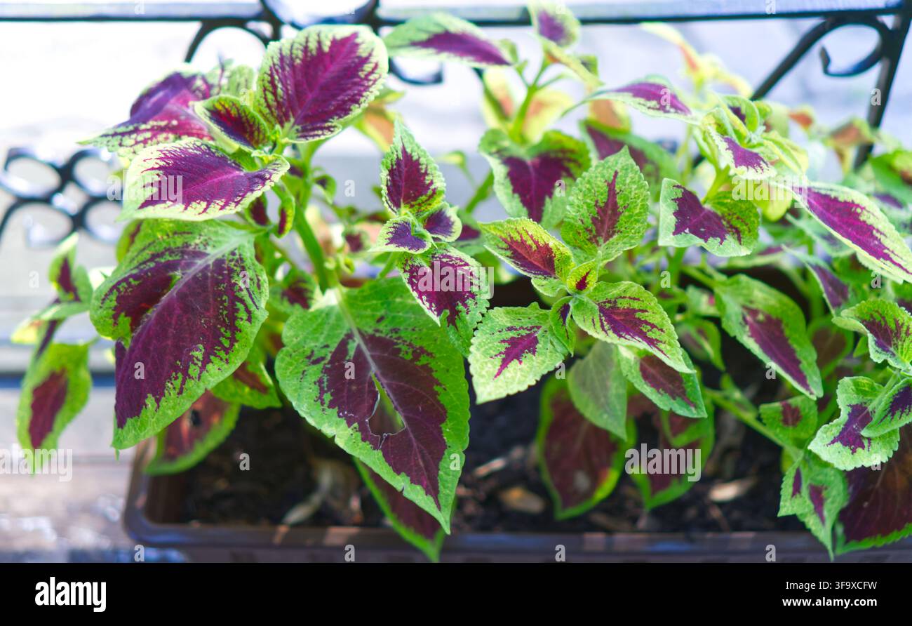 Vibranti foglie di coleus multicolori in una fioriera Foto Stock