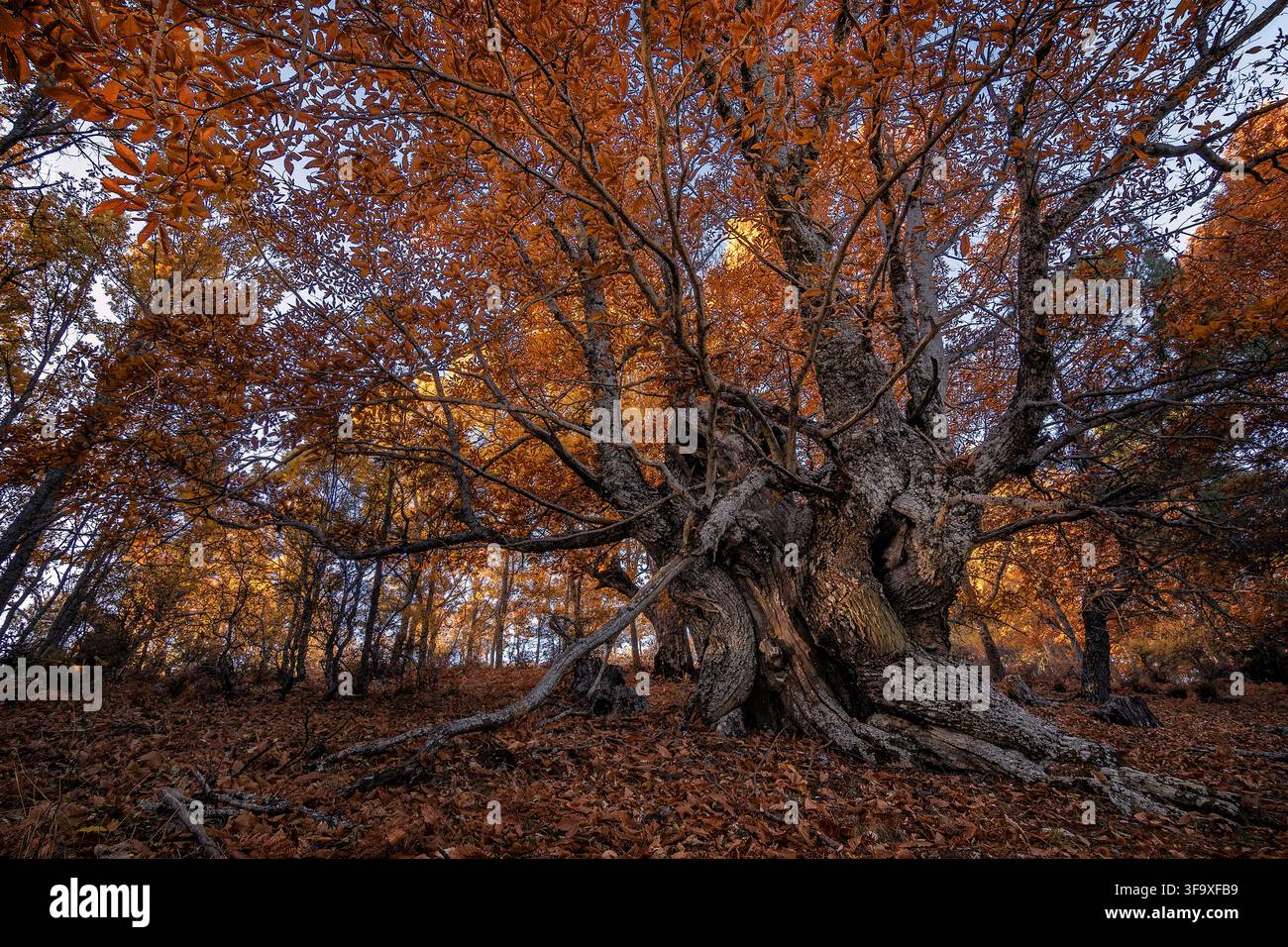 Maestoso vecchio albero nodoso nella foresta autunnale Foto Stock