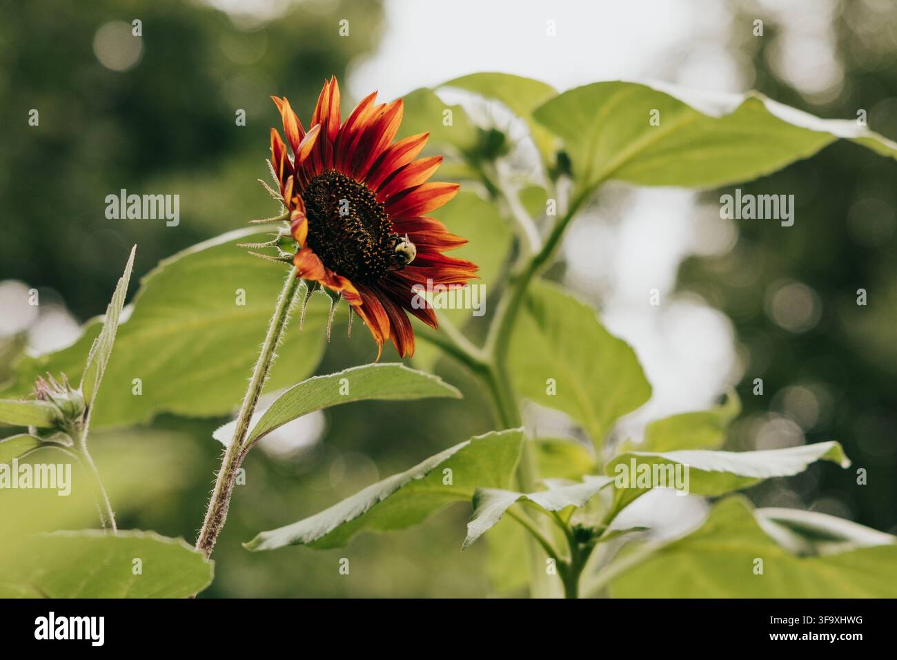 Bumblebee che impollina un bellissimo girasole rosso Foto Stock