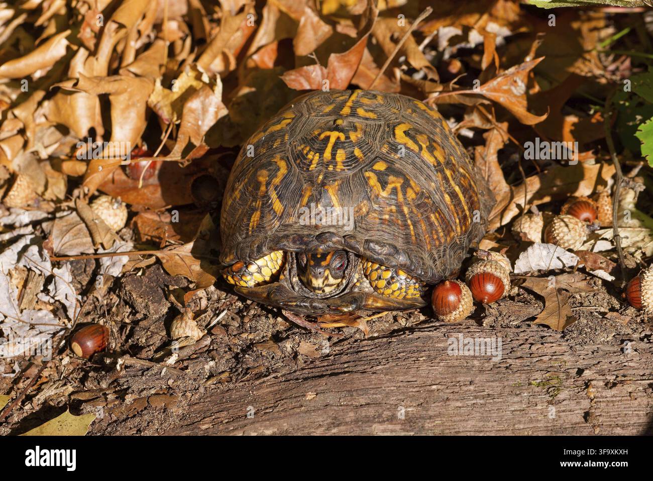 La tartaruga orientale (Terrapene carolina). Una tartaruga di terra che si crogiola in una foresta di querce Foto Stock
