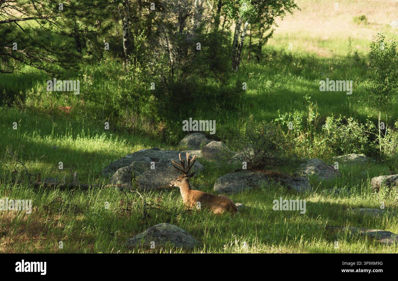 Cervo mule con corna di velluto che riposa in un prato ombreggiato Foto Stock