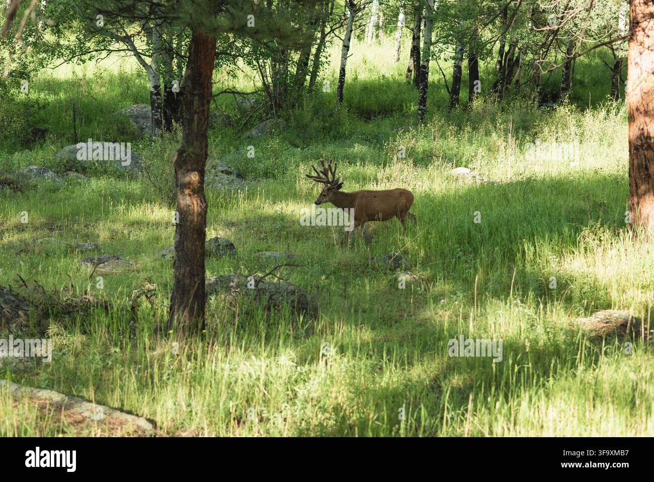 Cervo mula che pascola nel Parco Nazionale delle Montagne Rocciose Foto Stock