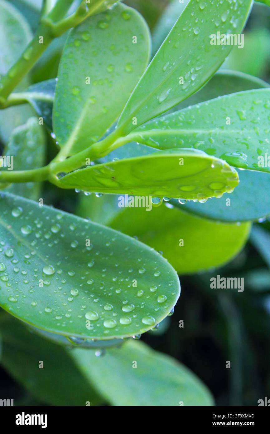 Foglie di piante verdi coperte di rugiada mattutina Foto Stock