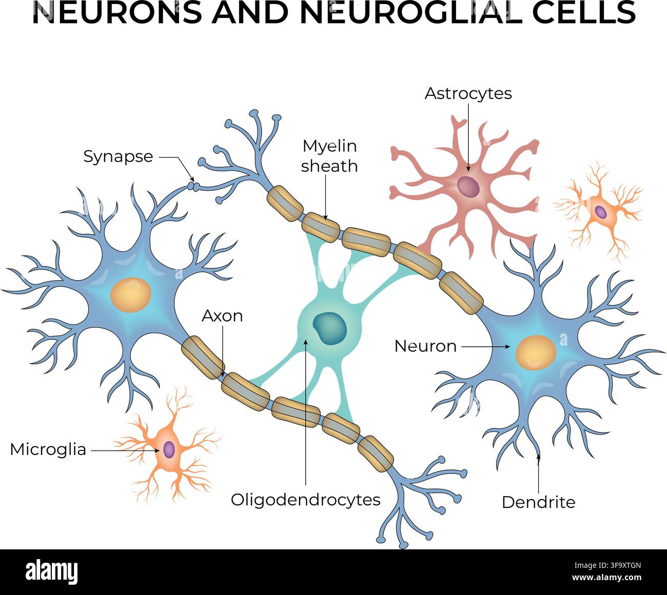 Diagramma di neuroni e cellule neurogliali che mostra astrociti, microglia e oligodendrociti. Illustrazione Vettoriale