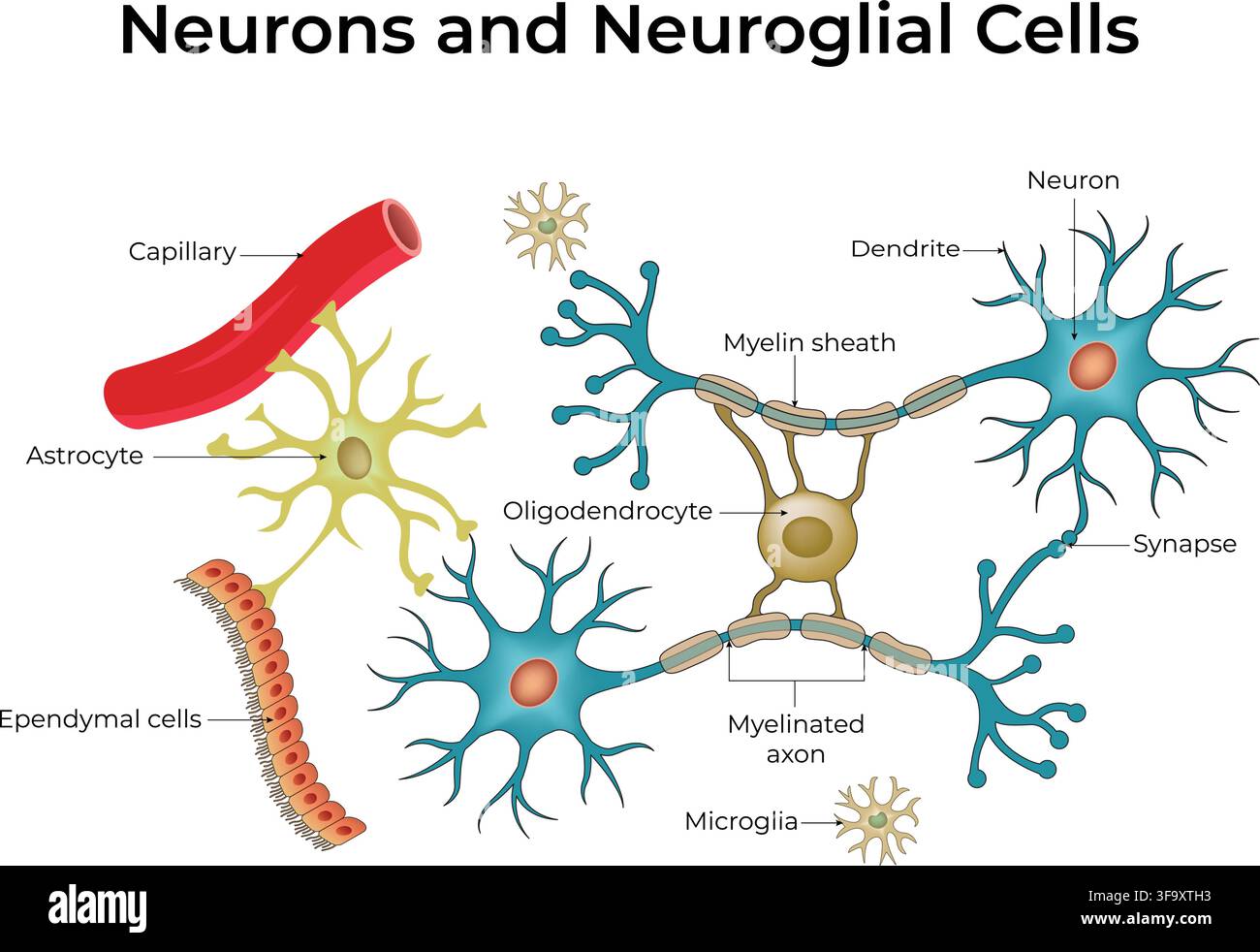 Diagramma di neuroni e cellule neurogliali che mostra astrociti, microglia e oligodendrociti. Illustrazione Vettoriale