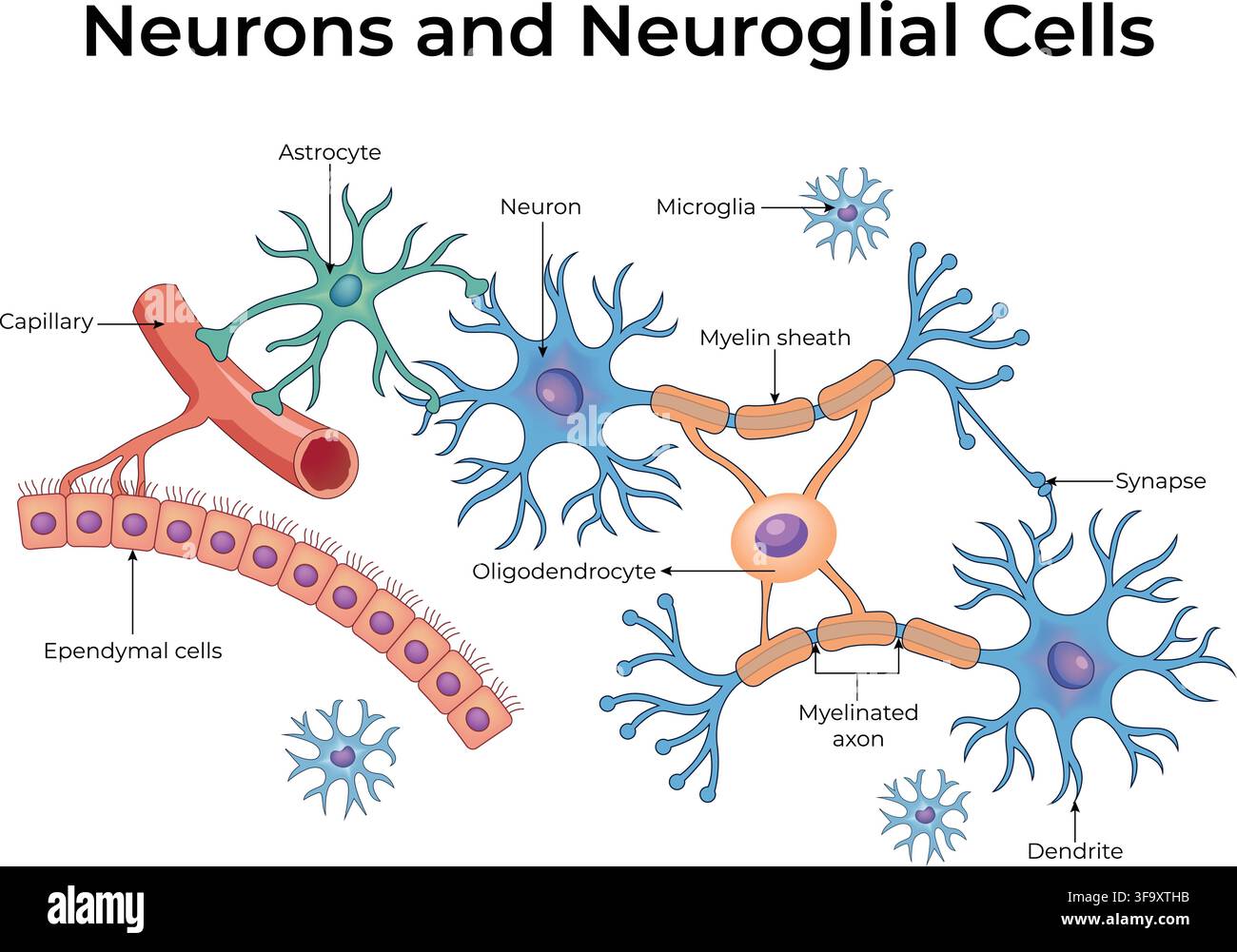 Diagramma di neuroni e cellule neurogliali che mostra astrociti, microglia e oligodendrociti. Illustrazione Vettoriale