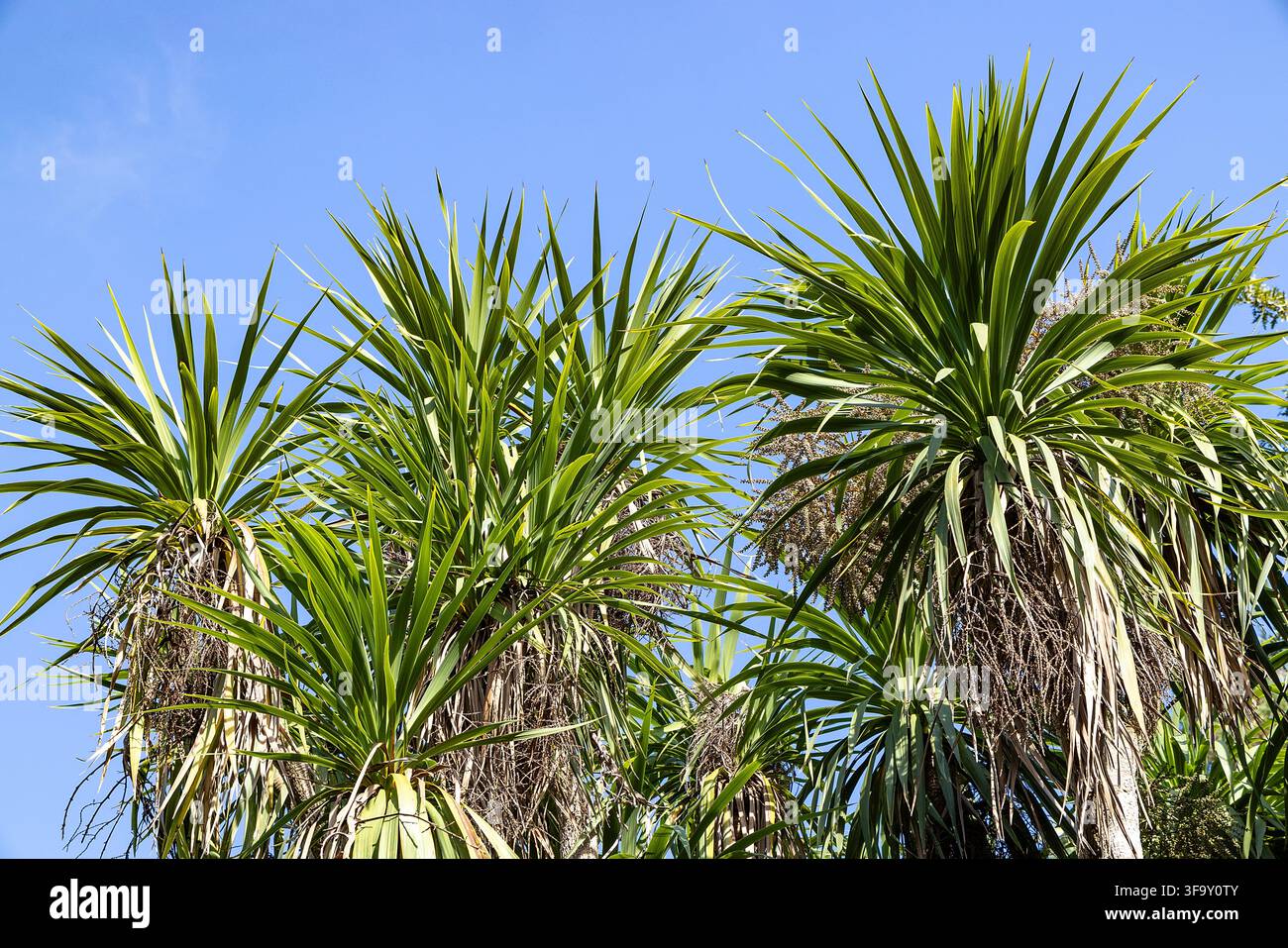 Alberi di cavolo della Nuova Zelanda che crescono sotto un cielo blu terso sull'Isola di Wight Foto Stock