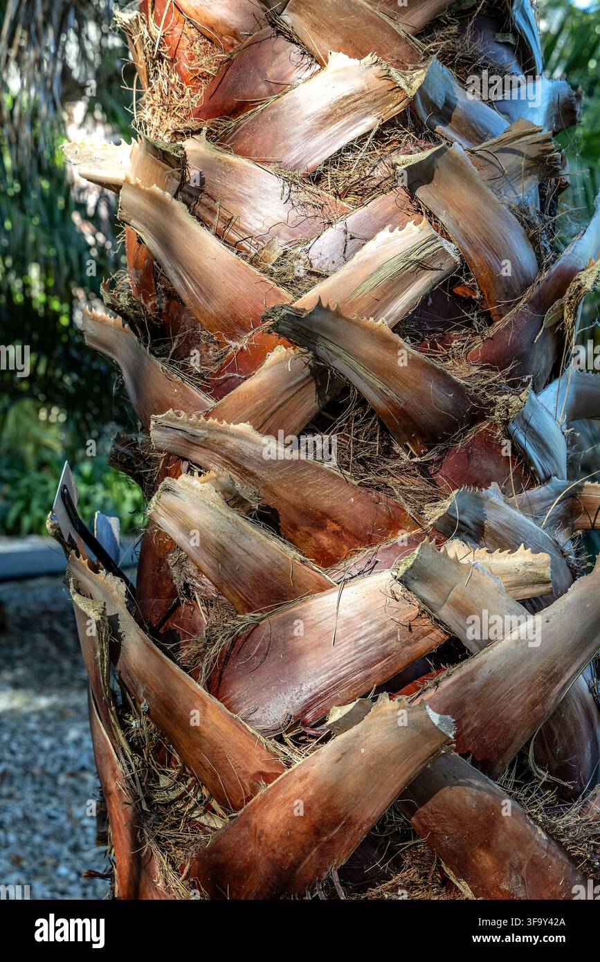 Prima vista di un tronco di palma ricoperto da basi fogliari fibrose stratificate in un giardino tropicale Foto Stock