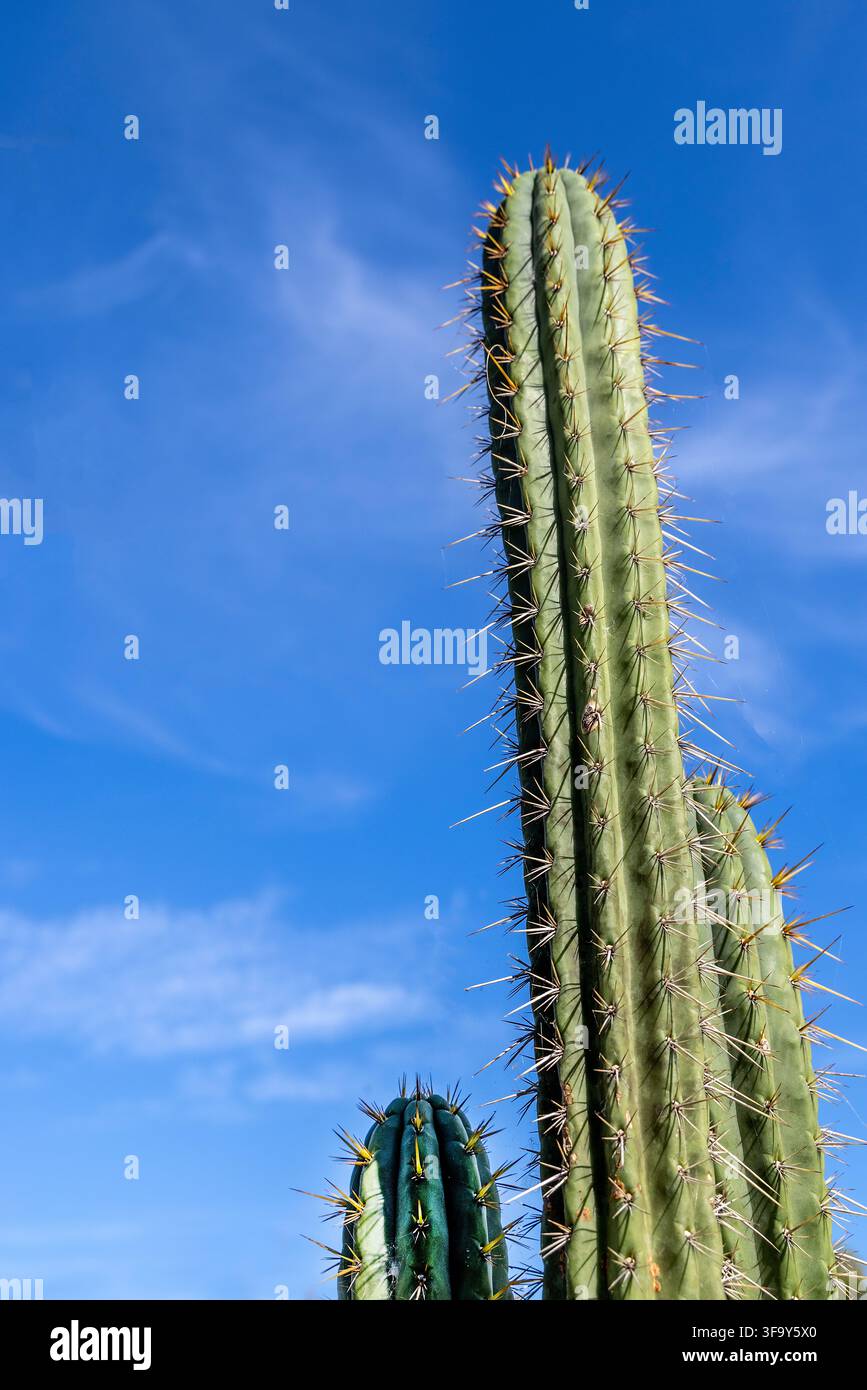 Grande cactus cardon con spine lunghe contro un cielo blu brillante nel Regno Unito Foto Stock