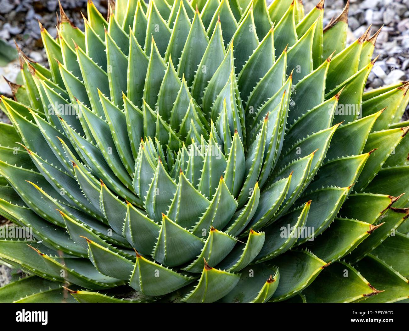 Piante di aloe verde spinosa con foglie disposte densamente che formano un motivo a rosetta suggestivo Foto Stock