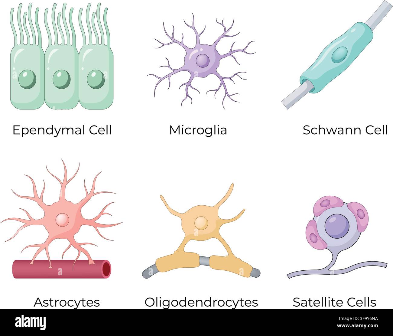 Cellule gliali del sistema nervoso che mostrano ependimi, microglia, astrociti di Schwann, oligodendrociti e cellule satelliti Illustrazione Vettoriale