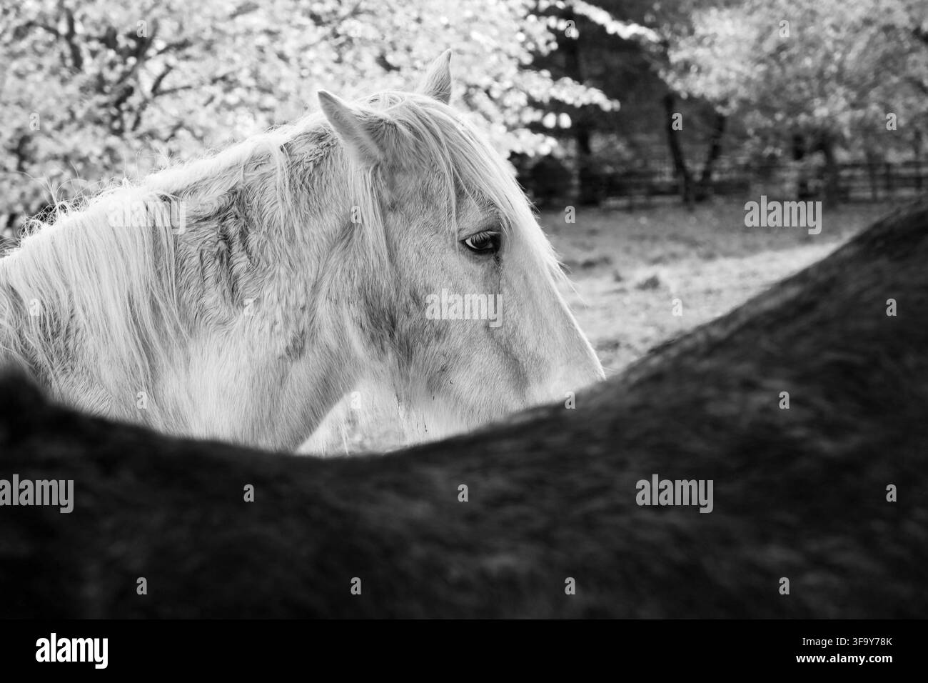 Ritratto monocromo di profilo di un cavallo bianco con una lunga criniera, che guarda oltre il dorso scuro di un altro cavallo in un ambiente di campo all'aperto. Foto Stock