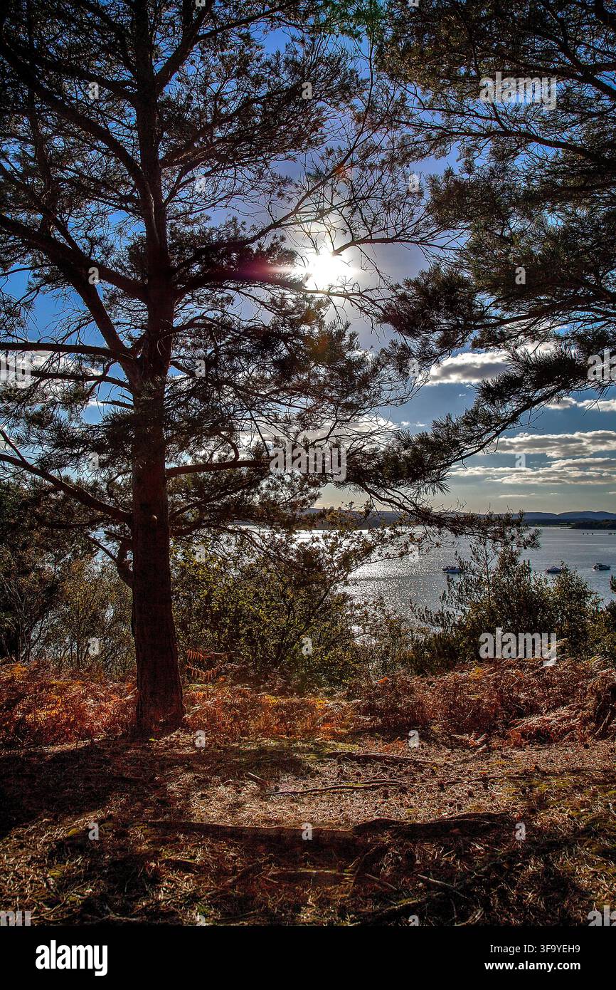 Luce del sole che filtra tra i pini che si affacciano sul Poole Harbour da Brownsea Island nel Dorset, Regno Unito Foto Stock