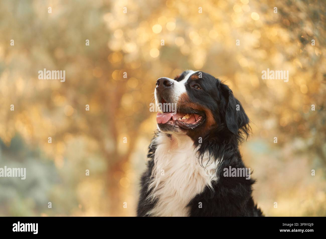 Felice cane di montagna del Bernese guarda verso l'alto contro il fogliame stagionale sfocato. Il ritratto ravvicinato mostra l'espressione amichevole e il caratteristico tricolore Foto Stock